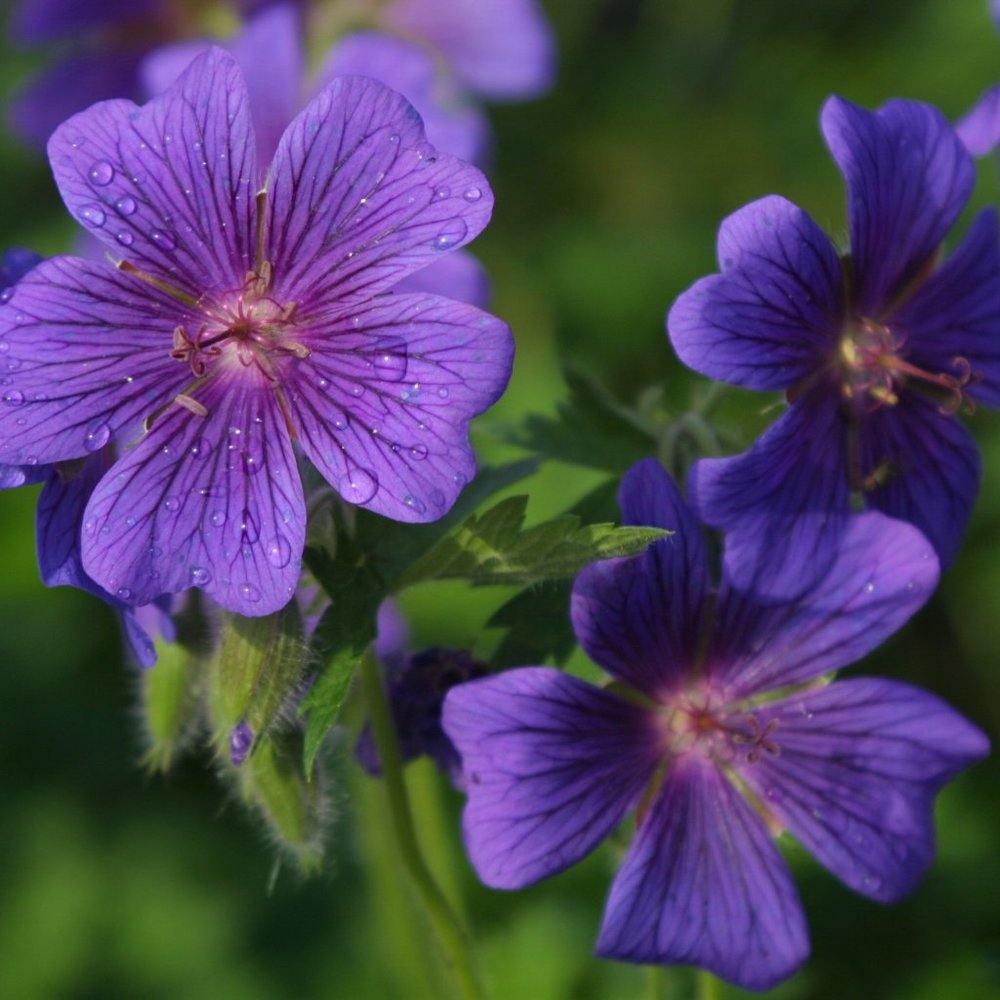 Meet your Posher, Alima